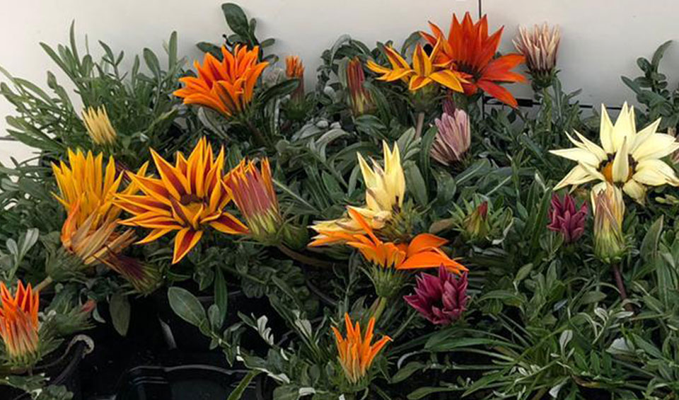 Gazania