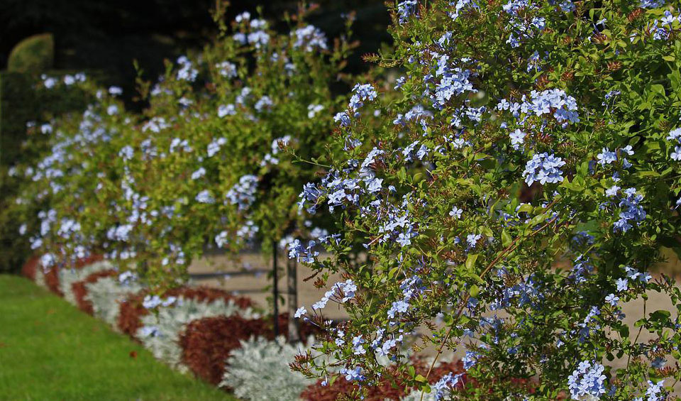 Plumbago capensis MaQu en valla