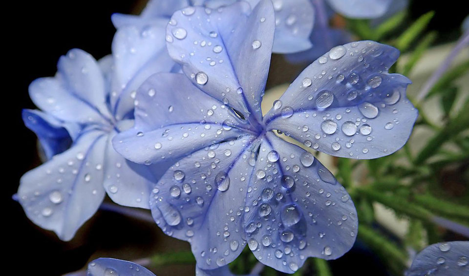 Plumbago capensis MaQu