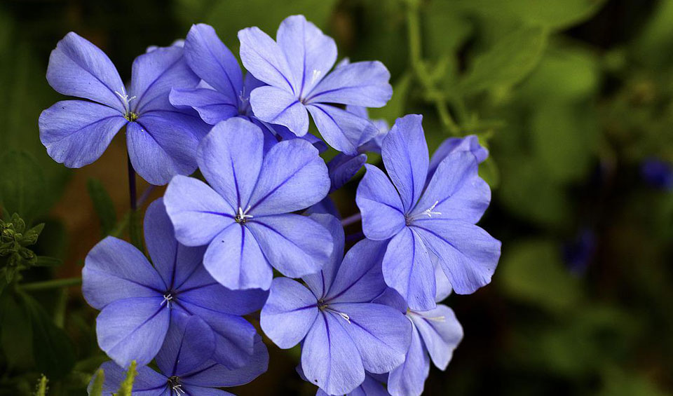 Plumbago capensis MaQu, flores