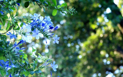 Plumbago capensis