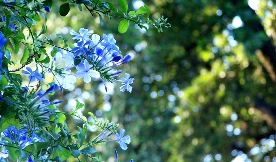 Plumbago capensis MaQu, follaje