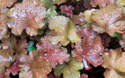 Heuchera hybrida