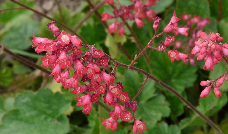 Flores de Heuchera