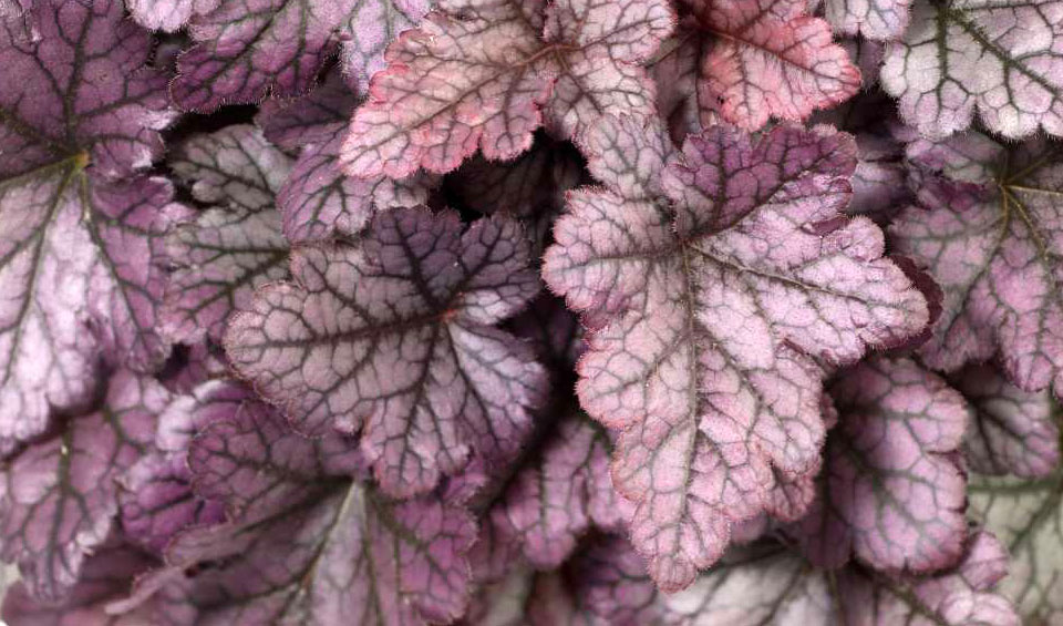 Heuchera hybrida