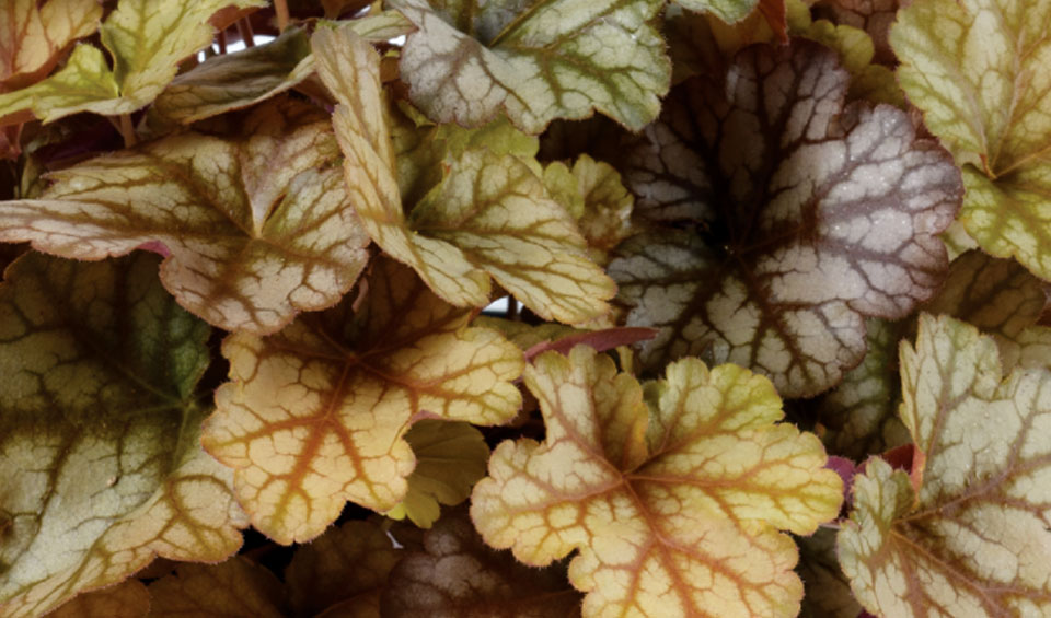 Heuchera Kira Arizona