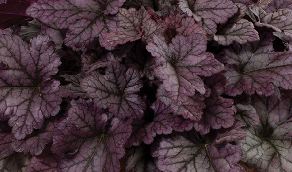 Heuchera Kira purple rainforest