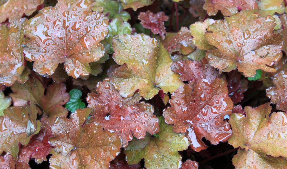 Heuchera hybrida