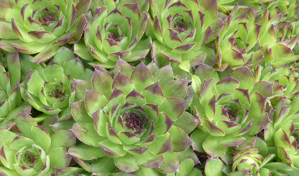 Sempervivum