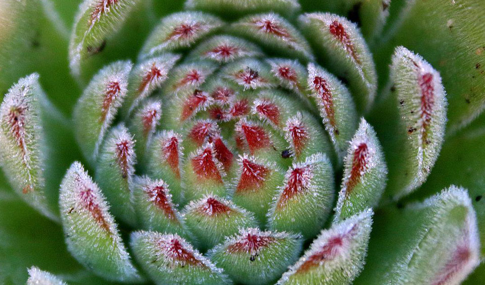 Sempervivum