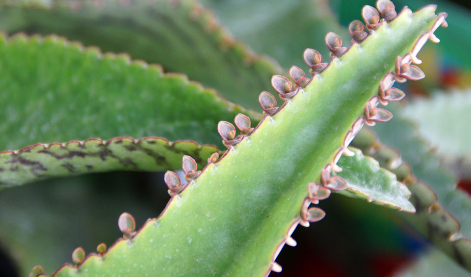 Kalanchoe daigremontiana de MaQu