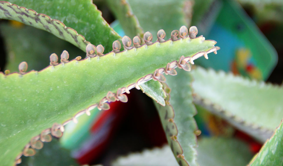 Kalanchoe daigremontiana de MaQu