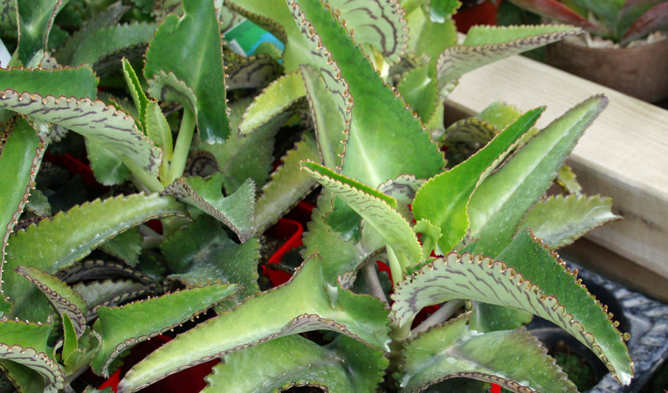 Kalanchoe daigremontiana de MaQu