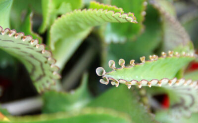 Kalanchoe daigremontiana