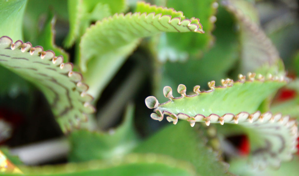 Kalanchoe daigremontiana de MaQu