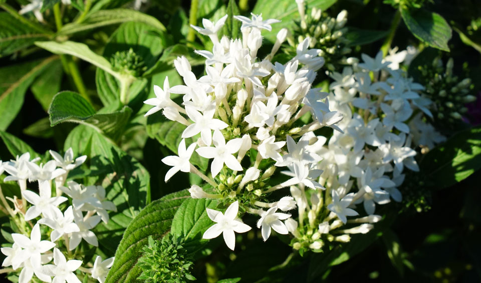 Pentas lanceolata de floración blanca