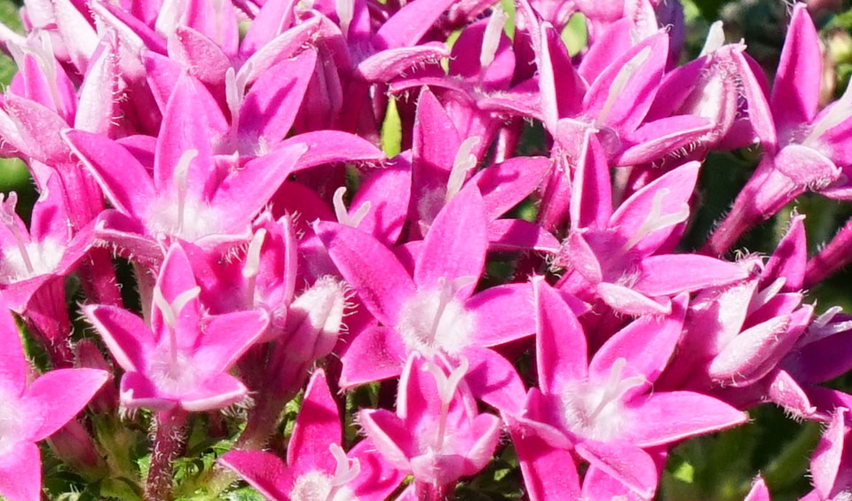 Detalle de inflorescencia en Pentas lanceolata