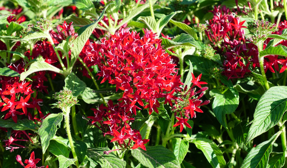 Pentas lanceolata de floración roja