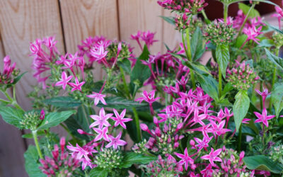 Pentas lanceolata