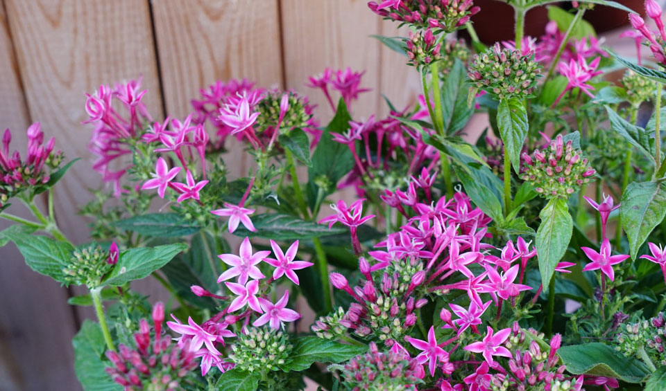 Pentas lanceolata fucsia