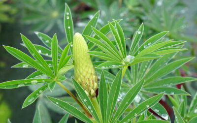 Lupinus russelianus