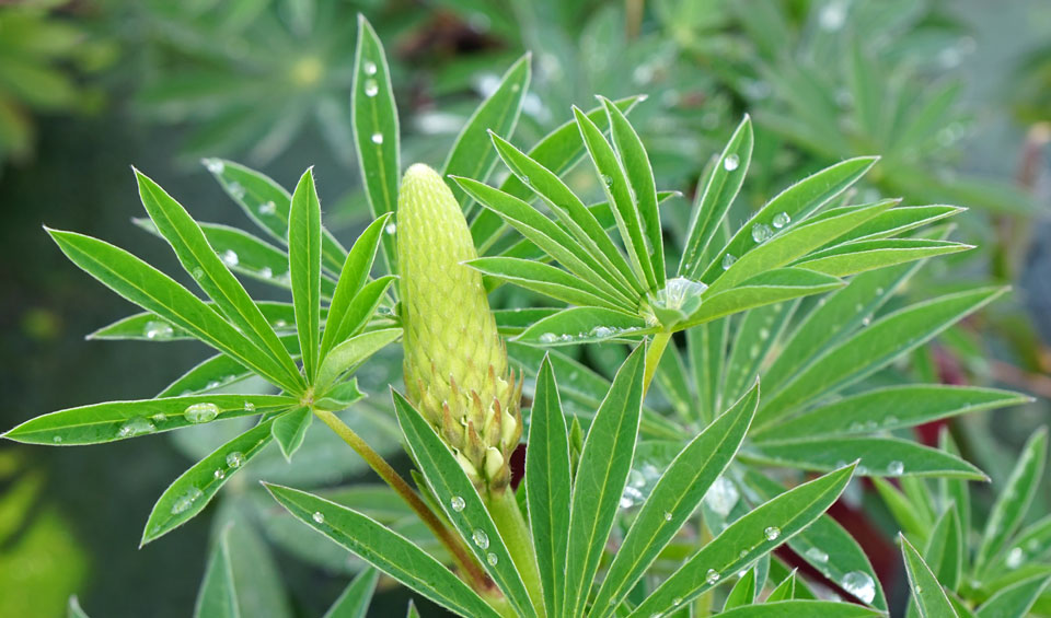 Lupinus russelianus