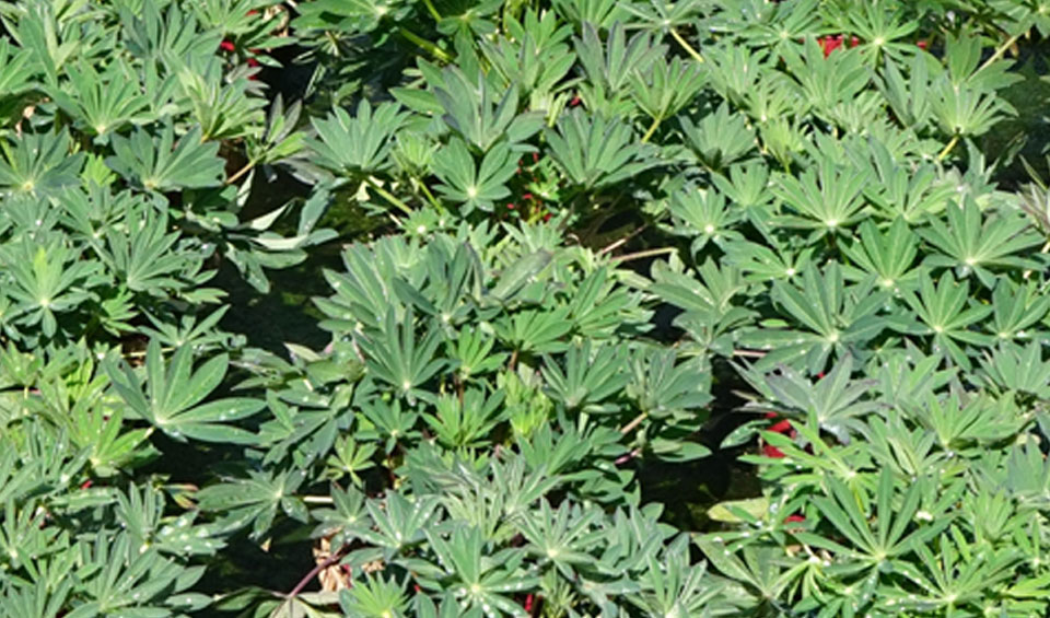 Lupinus russelianus de MaQu en cultivo