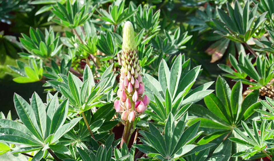 Lupinus russelianus de MaQu