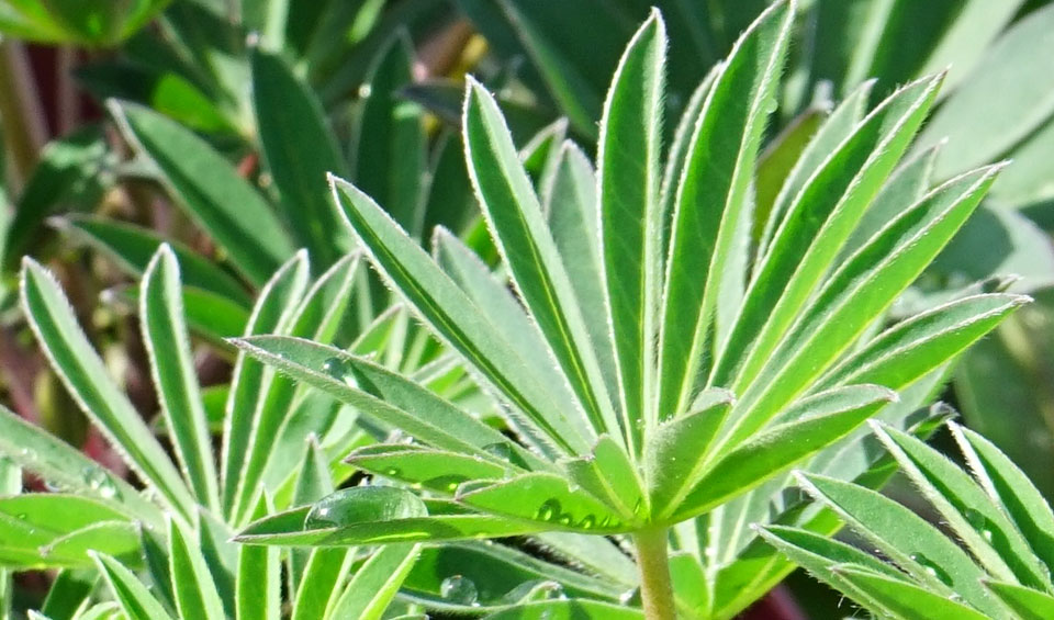 Hojas de Lupinus russelianus de MaQu