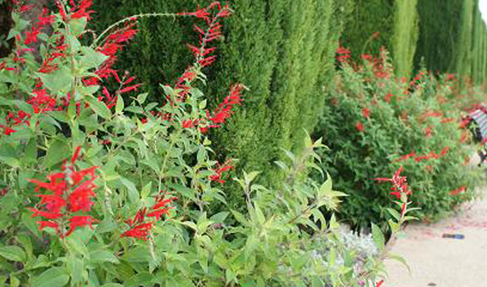 Salvia elegans