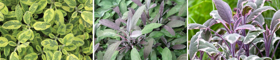 Salvia officinalis icterina, S. officinalis purpurescens y S. officinalis tricolor