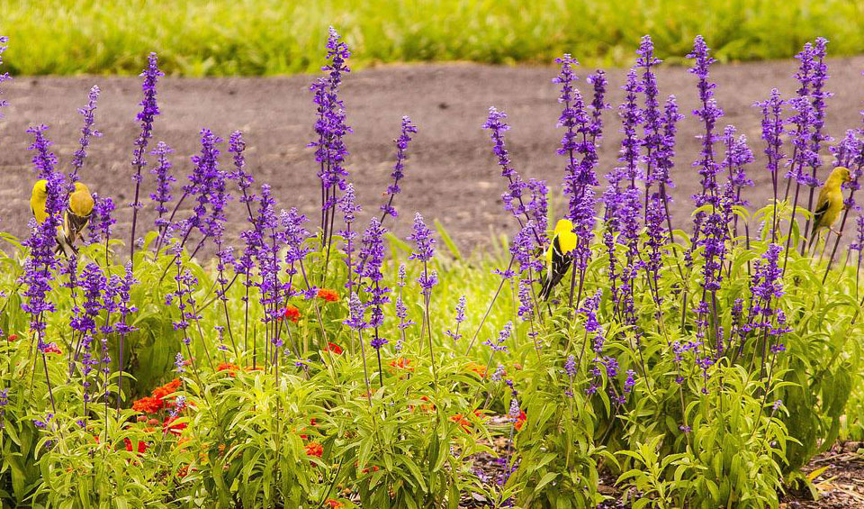 Salvia en jardín