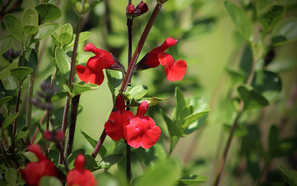 Salvia microphylla