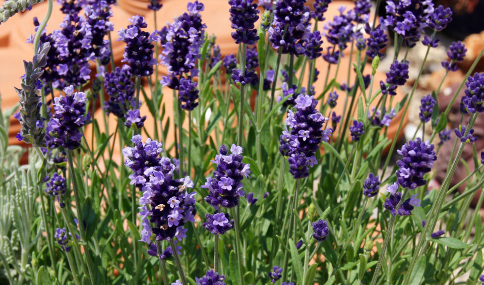 Salvia officinalis