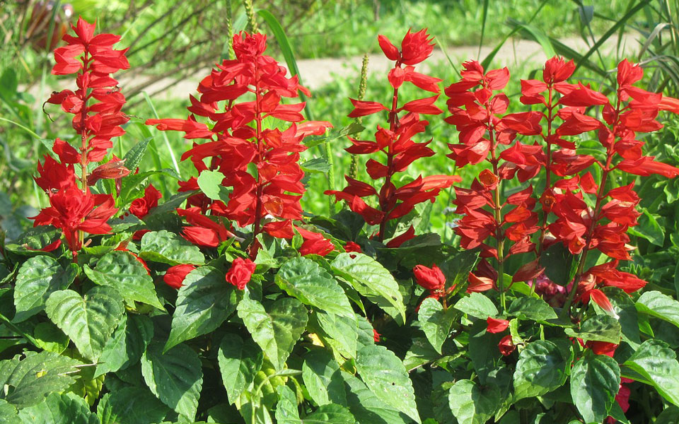 Salvia splendens