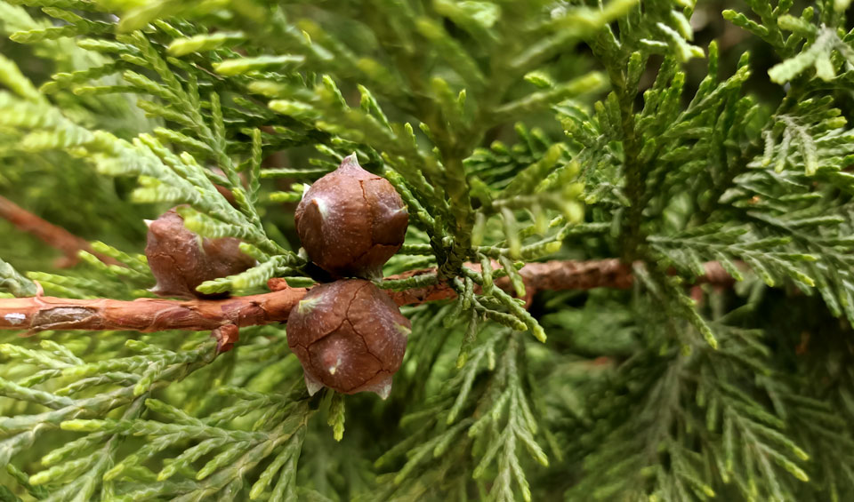 Cupressocyparis leylandii en jardín