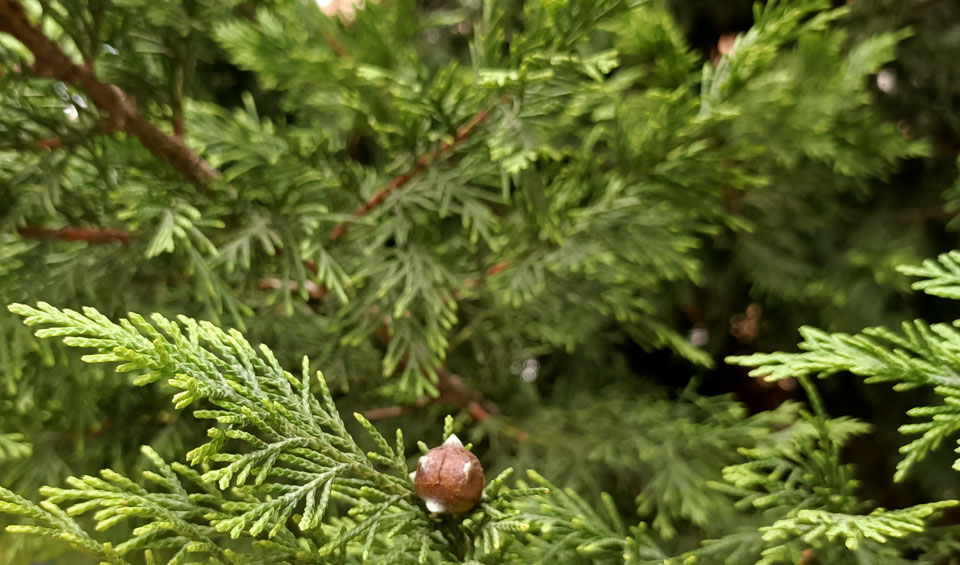 Cupressocyparis leylandii en jardín