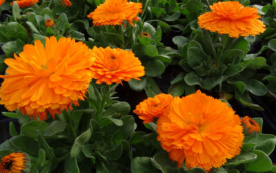 Calendula officinalis