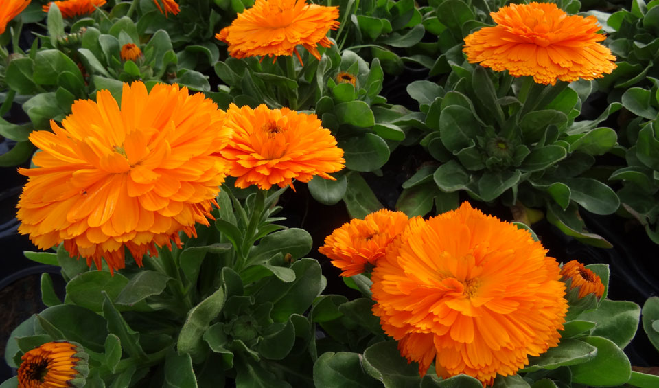 Caléndula officinalis naranja
