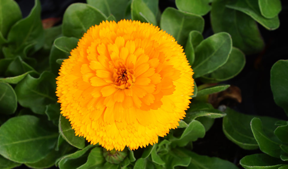 Calendula officinalis, flor naranja