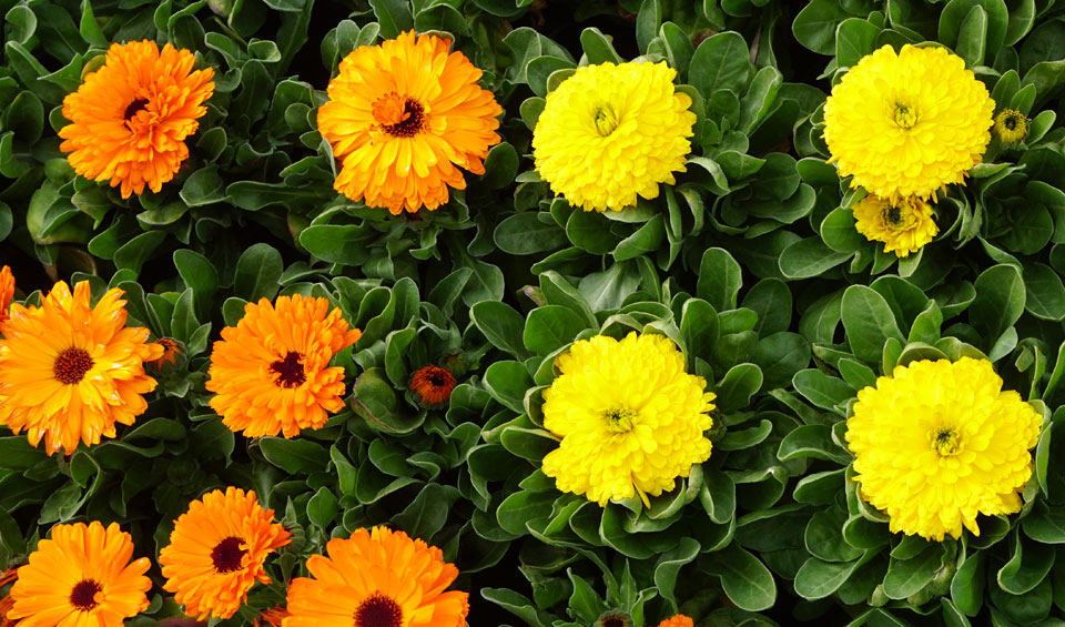 Calendula officinalis en amarillo y naranja