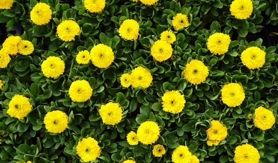 Calendula officinalis en parterre