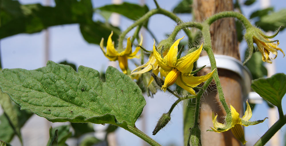 Floración de la tomatera