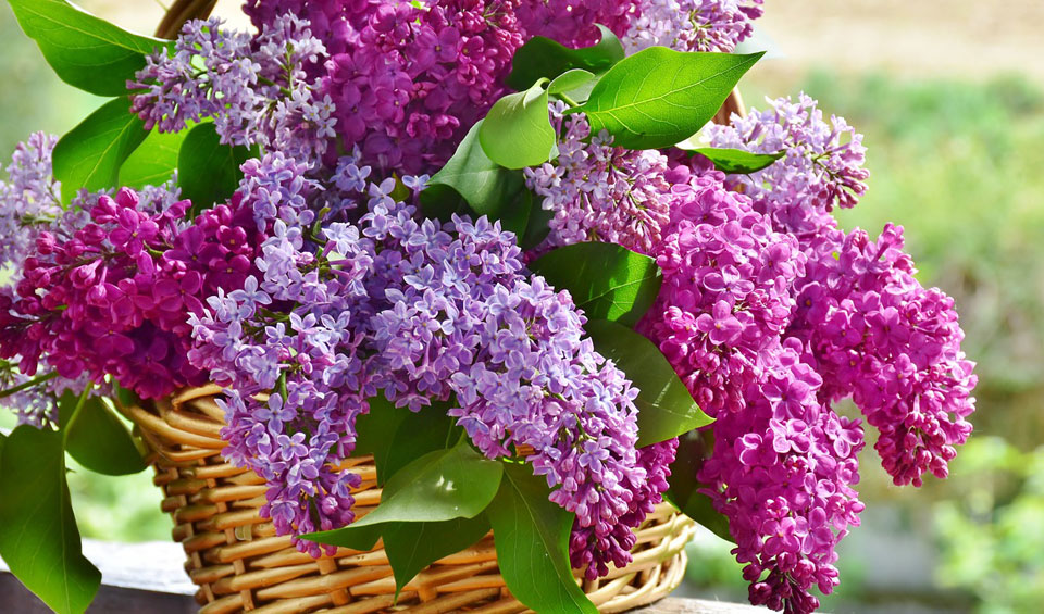 Flores de Lilas en jarrón