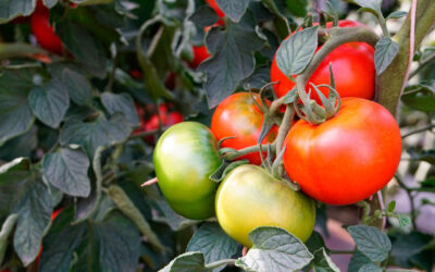 La tomatera