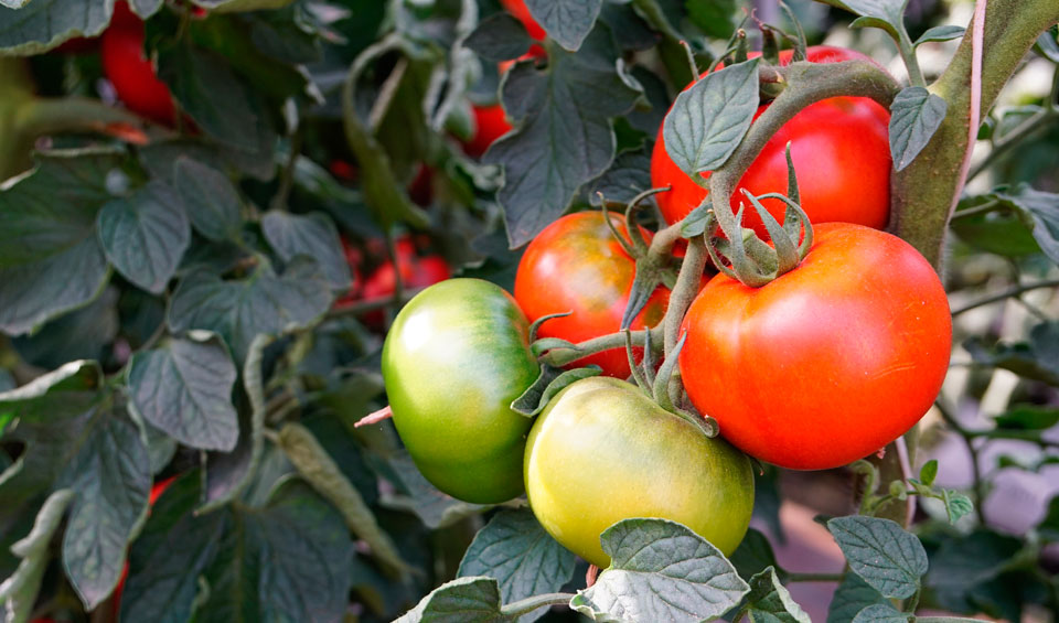 La tomatera