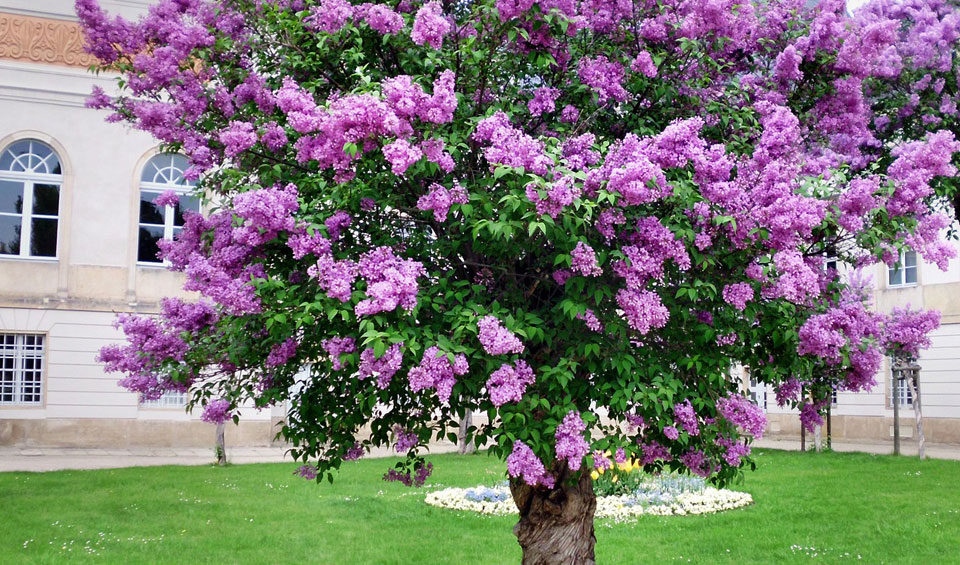 Syringa vulgaris, arbol en jardín