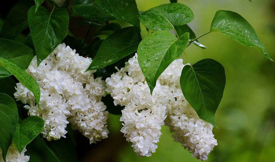 Syringa vulgaris, flor blanca