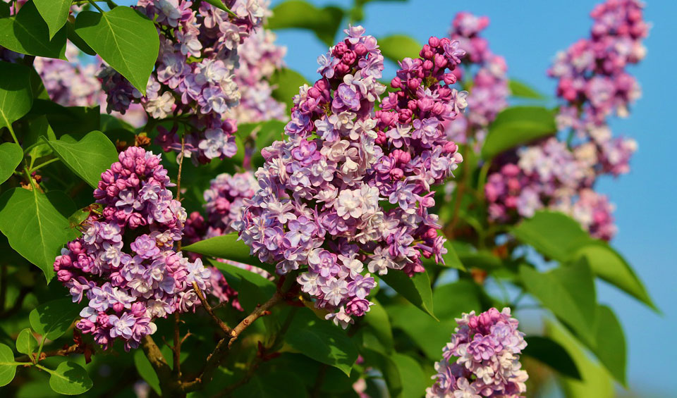 Syringa vulgaris 