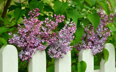 Syringa vulgaris